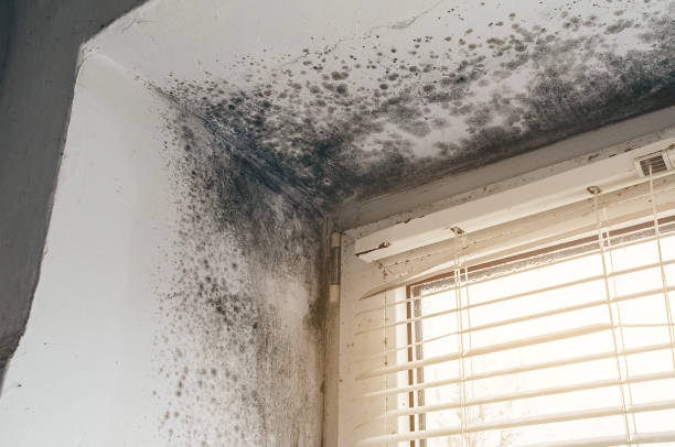 Affordable Mold Inspection And Testing solutions in Quincy, IL